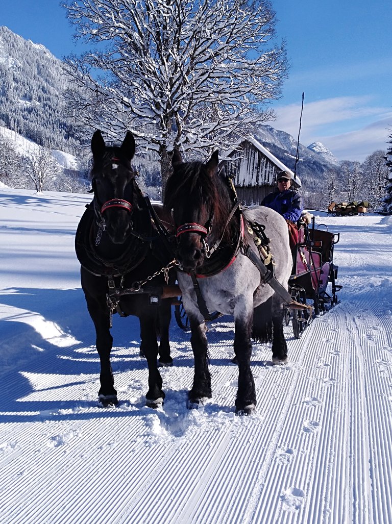 Horse Drawn Sleigh Rides Wagnerhof - Impression #2.2 | © Wagnerhof