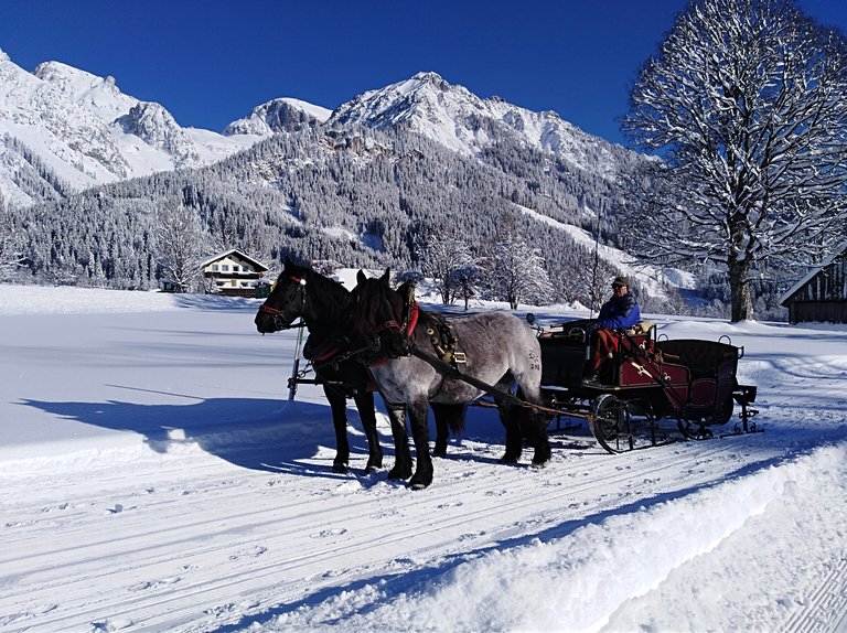 Horse Drawn Sleigh Rides Wagnerhof - Impression #2.4 | © Wagnerhof