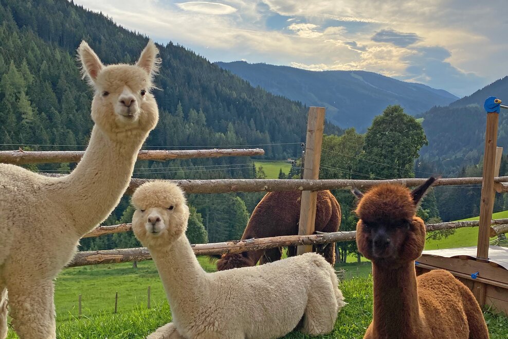 Dachstein Alpacas at Biobauernhof Grundlehner - Impression #1.1 | © Dachsteinalpakas