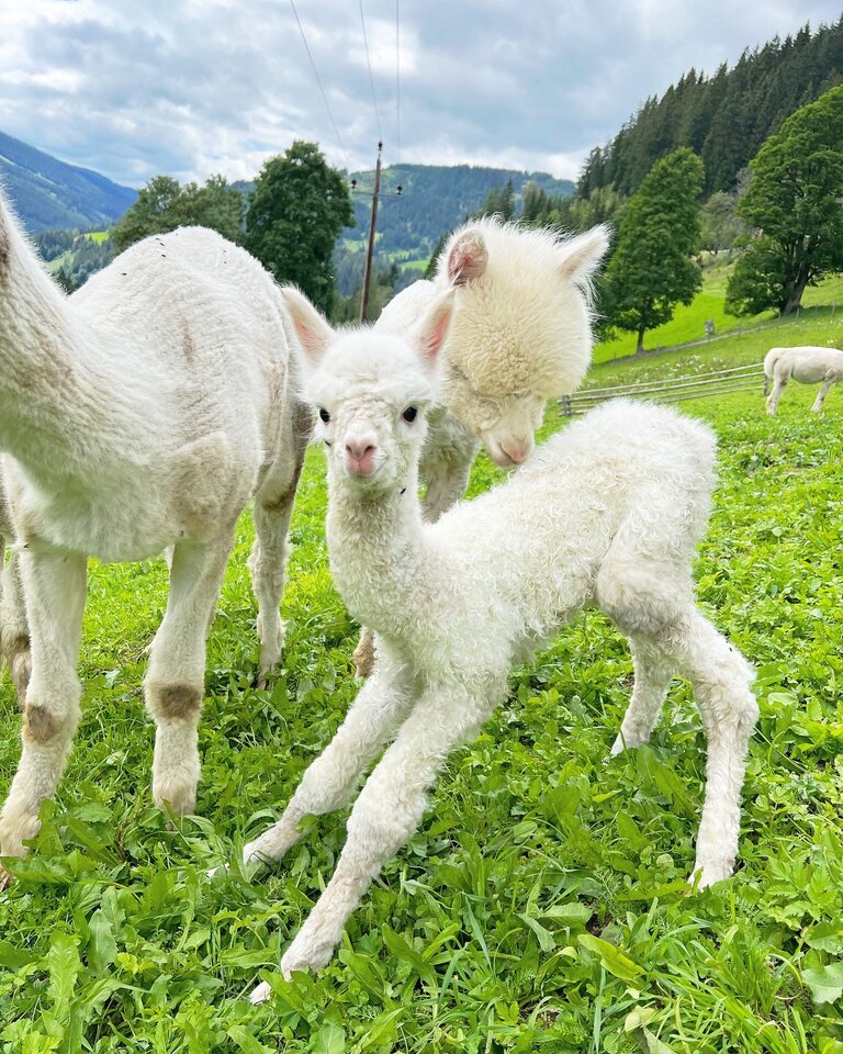 Dachstein Alpacas at Biobauernhof Grundlehner - Impression #2.2 | © Dachsteinalpakas