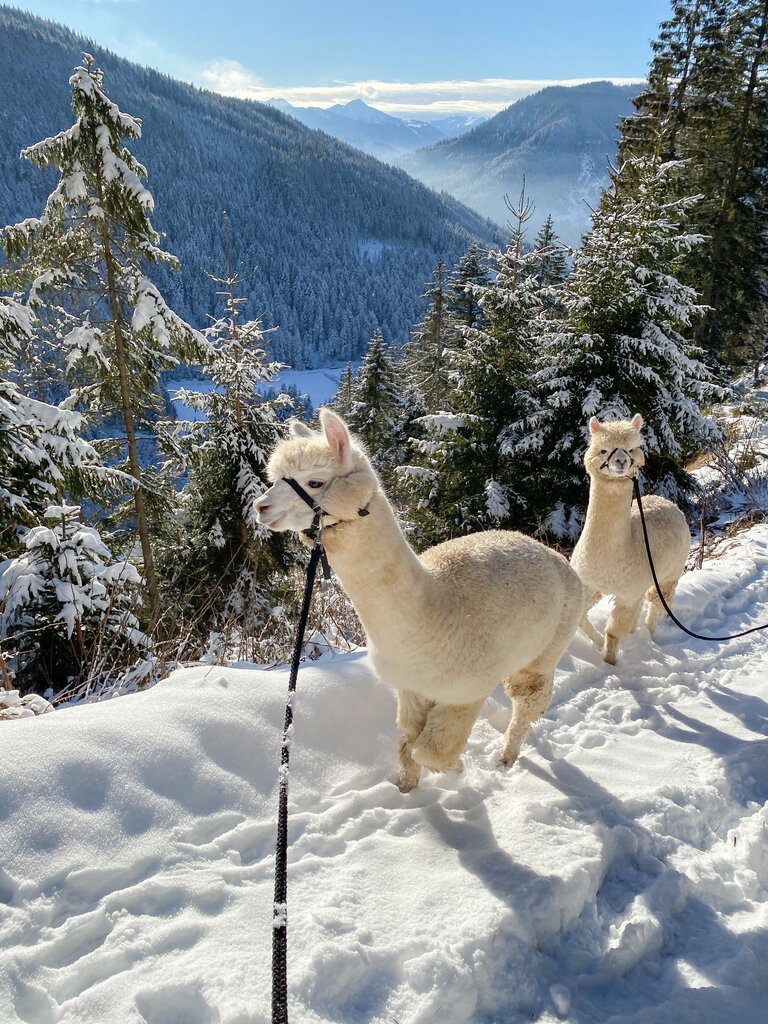 Dachstein Alpacas at Biobauernhof Grundlehner - Impression #2.3 | © Dachsteinalpakas